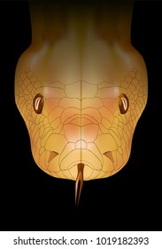 Snake head of golden snake