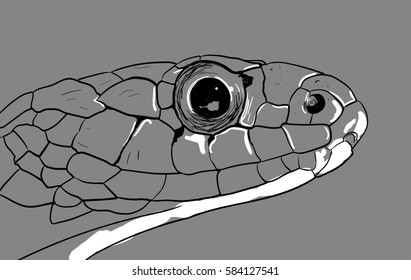 Realistic Snake Head Drawing