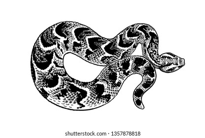 Snake isolated. Black and white reptile vector illustration. Hand realistic drawing. Vintage engraving of Wildlife.