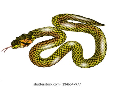 snake isolated on white background. 10 EPS