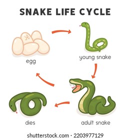 snake life cycle diagram chart in science subject kawaii doodle vector cartoon
