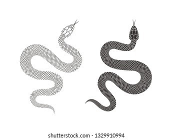 Snake logo. Isolated snake on white background