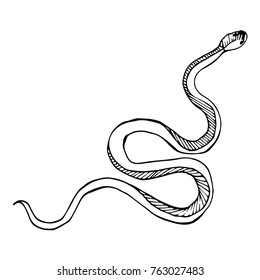 Snake on background vector illustration. Doodle style. Design, print, logo, decor, textile, paper