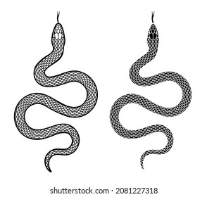 Snake on a white background, two options.