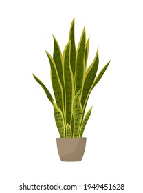 Snake plant in ceramic pot. Potted Sansevieria plant. Popular houseplant mother in law tongue. Dracaena trifasciata. Flat vector illustration isolated on white background.