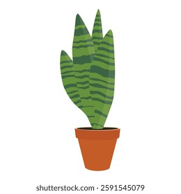 Snake plant in ceramic pot. Potted Sansevieria houseplant isolated on white background. Vector