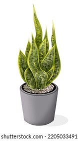 Snake plant in ceramic pot. vector illustration isolated on white background.