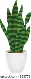 snake plant flower vector iliistration