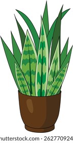 Snake Plant Front View Houseplant Decor