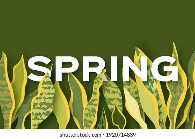 Snake Plant. Houseplant. Green Leaves of Sansevieria trifasciata paper cut style.botanical nature. Spring and summer time. Homeplant. Spring text.