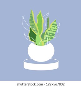 Snake Plant. Houseplant. Green Leaves of Sansevieria trifasciata flat style.botanical nature. Spring and summer time. Homeplant.