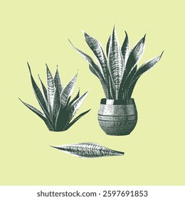 Snake plant illustration, halftone vector line drawing on light green background.