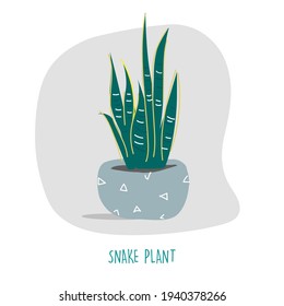 snake plant illustration. Indoor plants. House plants stock vector illustration. Plant easy to keep alive. Interior decoration houseplants concept. Flat colorful vector illustration