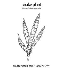 Snake plant or mother-in-laws tongue (Dracaena trifasciata), ornamental and medicinal plant. Hand drawn botanical vector illustration