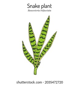 Snake plant or mother-in-laws tongue (Dracaena trifasciata), ornamental and medicinal plant. Hand drawn botanical vector illustration