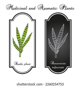 Snake plant or mother-in-laws tongue (Dracaena trifasciata), ornamental and medicinal plant. Hand drawn botanical vector illustration