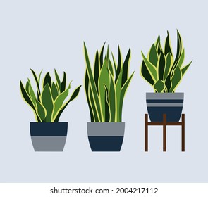 Snake Plant in a plant pot. 2D image. Eye-Level View.