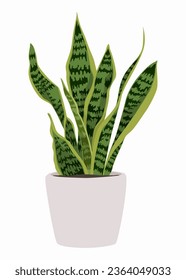 Snake plant in a pot, Dracaena trifasciata, houseplant