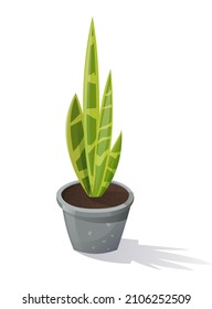 Snake plant in pot. Sansevieria plant in ceramic plant pot. Popular houseplant mother-in-laws. House indoor plant Sansevieria for a cozy home and office.