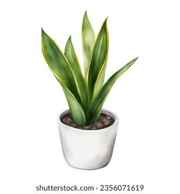 Snake Plant Sansivieria Dracaena trifasciata in White Pot Isolated Hand Drawn Watercolor Painting Illustration