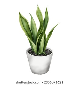 Snake Plant Sansivieria Dracaena trifasciata in White Pot Isolated Hand Drawn Watercolor Painting Illustration