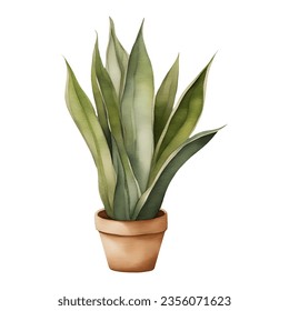 Snake Plant Sansivieria Dracaena trifasciata in Clay Pot Isolated Hand Drawn Watercolor Painting Illustration