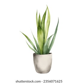 Snake Plant Sansivieria Dracaena trifasciata in White Pot Isolated Hand Drawn Watercolor Painting Illustration