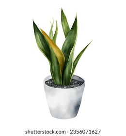 Snake Plant Sansivieria Dracaena trifasciata in White Pot Isolated Hand Drawn Watercolor Painting Illustration