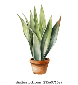 Snake Plant Sansivieria Dracaena trifasciata in Clay Pot Isolated Hand Drawn Watercolor Painting Illustration