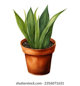 Snake Plant Sansivieria Dracaena trifasciata in Clay Pot Isolated Hand Drawn Watercolor Painting Illustration