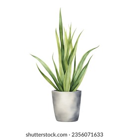 Snake Plant Sansivieria Dracaena trifasciata in White Pot Isolated Hand Drawn Watercolor Painting Illustration