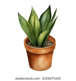 Snake Plant Sansivieria Dracaena trifasciata in Clay Pot Isolated Hand Drawn Watercolor Painting Illustration