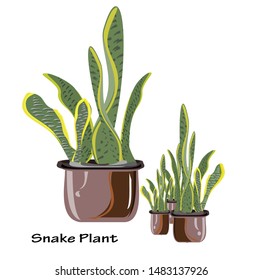 Snake plants Dracaena (Sansevieria) trifasciata are by far one of the easier plants to care and in Houseplants,Plants for Home Decoration. Graphics, vector illustration Indoor or office garden