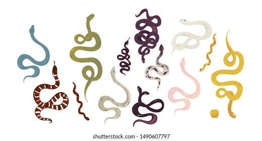 Snake and reptile types set - isolated cartoon vector illustration on white background. Different colorful and trendy serpents in hand drawn flat style