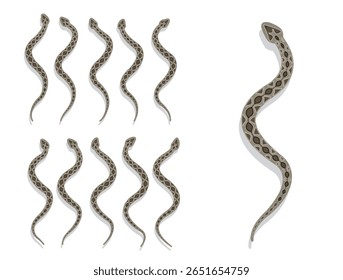 Serpente Russell's Viper Animal Animation Sequência Cartoon Vetor