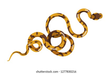 Snake or serpent isolated on white background. Boa or python. Exotic carnivorous reptile, predator, wild desert or tropical jungle animal. Colorful vector illustration in flat cartoon style.