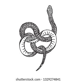 Snake silhouette illustration. Black serpent isolated on a white background. Vector tattoo design