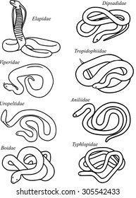 Snake silhouettes on the white background