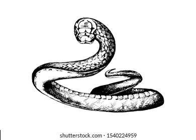 Snake Sketch, Outline Head Portrait White Isolated