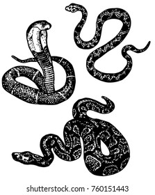 Snake sketch. Set of various snake: cobra, python. Black and white hand drawn collection serpent. Vector illustration.