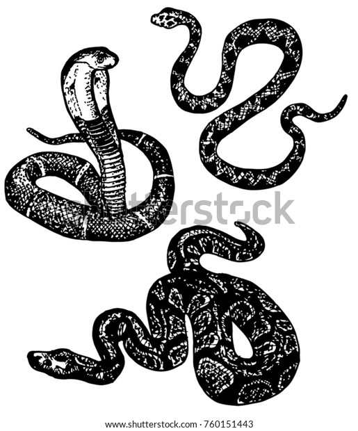 蛇のスケッチ さまざまなヘビのセット コブラ ニシキヘビ 白黒の手描きのコレクションヘビ ベクターイラスト のベクター画像素材 ロイヤリティフリー