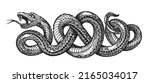 Snake sketch vector. Hand drawing tattoo isolated on white background in vintage engraving style