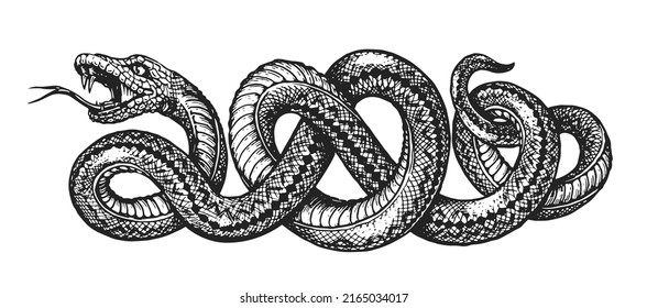 Snake sketch vector  Hand drawing tattoo isolated white background in vintage engraving style