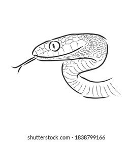 Snake sketch, snake, vector sketch illustration wild animal