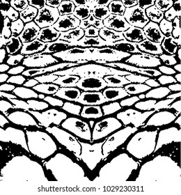 Snake skin with the pattern