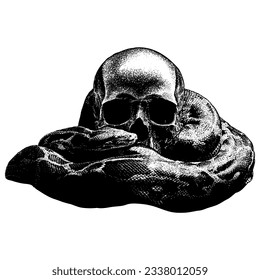 snake and skull hand drawing vector isolated on white background.