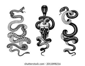 Snake in the skull. Indian cobra. Pit viper. Spectacled or Asian or binocellate. Venomous Reptilia illustration. Crotaline or adders. Engraved hand drawn in old sketch, vintage tattoo style 