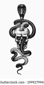 Snake in the skull. Indian cobra. Spectacled or Asian or binocellate. . Venomous Reptilia illustration. Engraved hand drawn in old sketch, vintage style for sticker and tattoo.