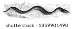 Snake slithering is a snake slithering on the ground, vintage line drawing or engraving illustration.