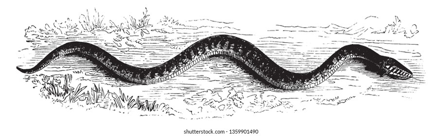 Snake slithering is a snake slithering on the ground, vintage line drawing or engraving illustration.